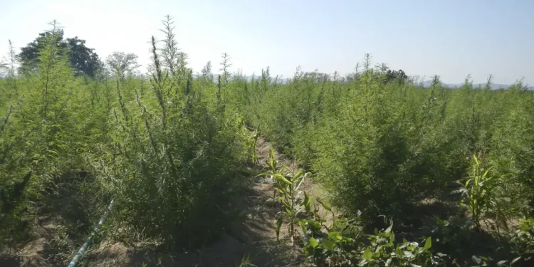 ExpoCannabis mostra potencial de empregabilidade no mercado da planta
