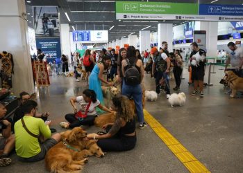 Pets: guia orienta tutores para viagem aérea com segurança e conforto