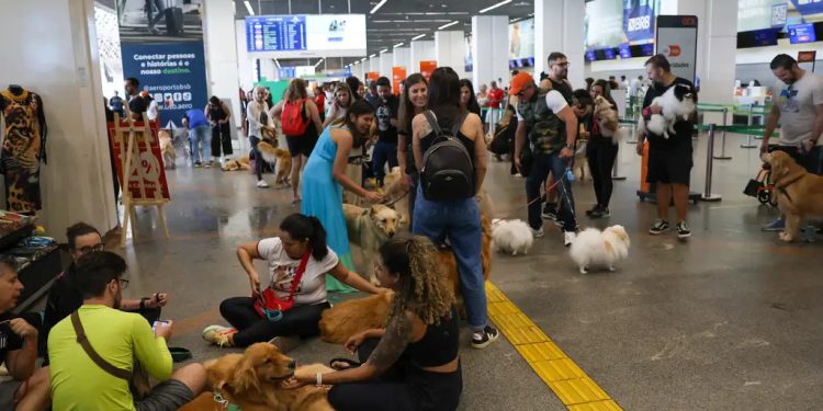 Pets: guia orienta tutores para viagem aérea com segurança e conforto