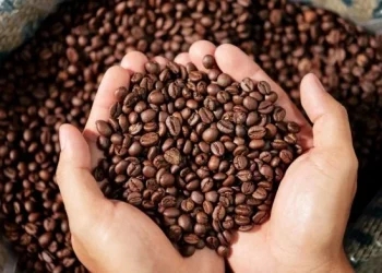 Bahia deve registrar crescimento de 11,3% na produção de café em 2025