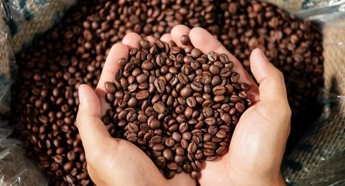 Bahia deve registrar crescimento de 11,3% na produção de café em 2025