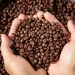 Bahia deve registrar crescimento de 11,3% na produção de café em 2025