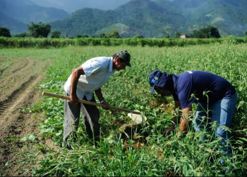 Agro apresenta perda de quase 30 mil vagas de trabalho em novembro