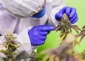 STJ nega mais prazo para regulamentar cannabis para fins medicinais
