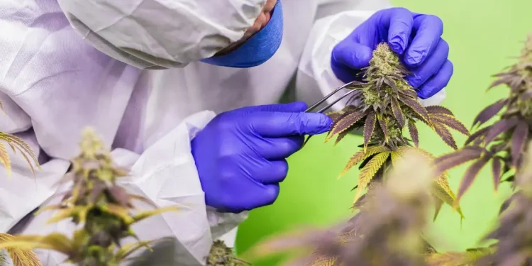 STJ nega mais prazo para regulamentar cannabis para fins medicinais