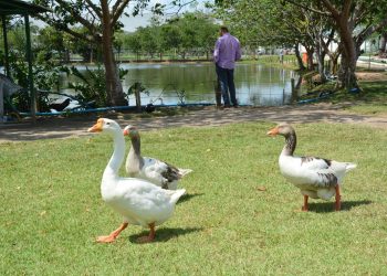 Prefeitura de Feira vai comprar ração para animais dos parques públicos