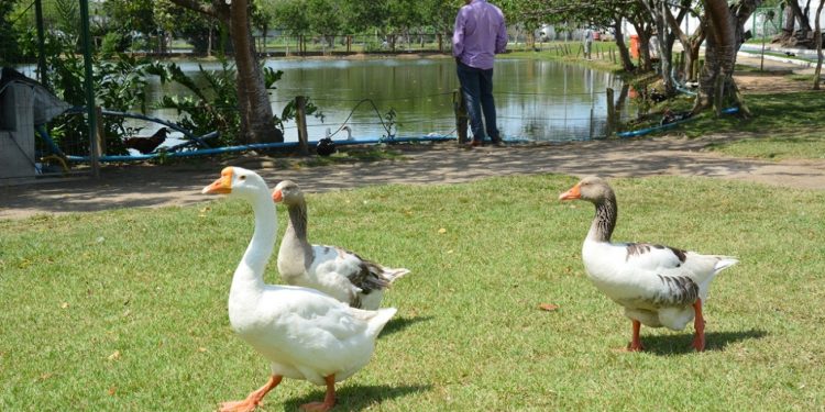 Prefeitura de Feira vai comprar ração para animais dos parques públicos