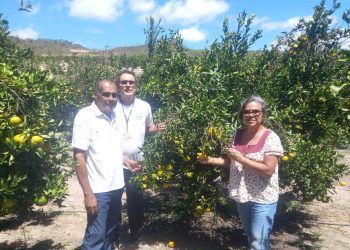 Adab intensifica ações de vigilância para proteger pomares baianos do Greening