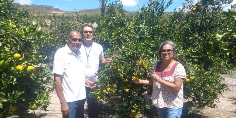 Adab intensifica ações de vigilância para proteger pomares baianos do Greening