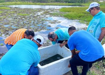 Semana da Água: Tilápias ganham vida na Lagoa da Terra Dura