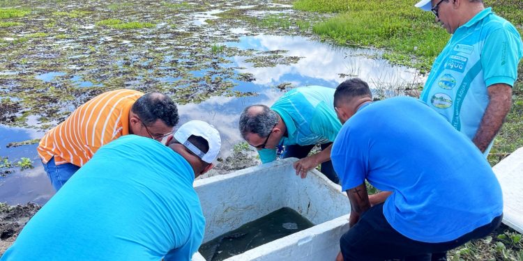 Semana da Água: Tilápias ganham vida na Lagoa da Terra Dura