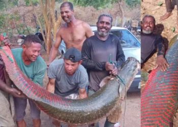 Pirarucu gigante de 80 kg é pescado no Rio São Francisco por grupo de pescadores da Bahia