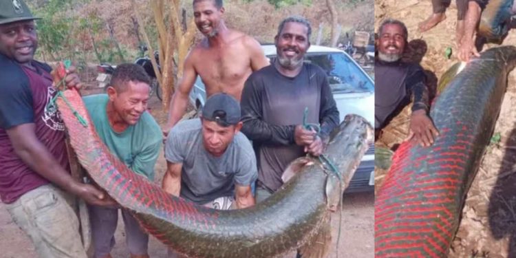 Pirarucu gigante de 80 kg é pescado no Rio São Francisco por grupo de pescadores da Bahia