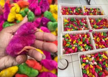 Serrinha: quase mil pintinhos coloridos são apreendidos em ação contra maus-tratos a animais