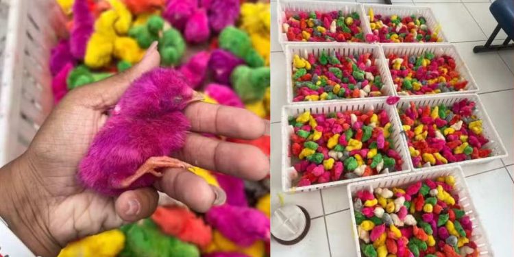 Serrinha: quase mil pintinhos coloridos são apreendidos em ação contra maus-tratos a animais