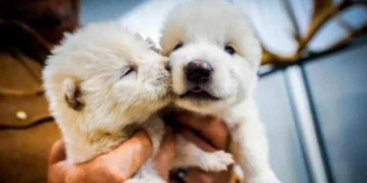 Lobo-terrível, espécie extinta há mais de 12 mil anos, é revivido por startup de genética