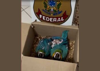 Homem é preso em Feira de Santana por transportar araras e macaco silvestres em caminhão de frutas