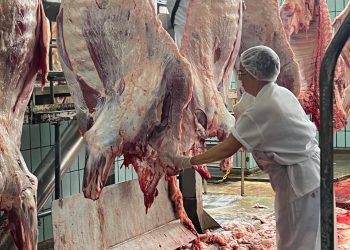 Arroba do boi gordo cai para R$ 290 em Feira e mercado segue pressionado