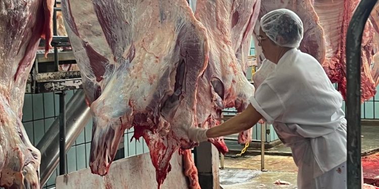 Arroba do boi gordo cai para R$ 290 em Feira e mercado segue pressionado