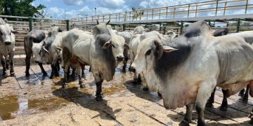 Brasil é declarado livre de aftosa sem vacinação e Cooperfeira celebra avanço histórico para a pecuária