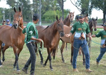 Expo Portal 2025 já recebe animais e terá abertura oficial nesta quinta-feira