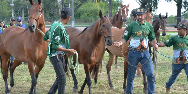 Expo Portal 2025 já recebe animais e terá abertura oficial nesta quinta-feira