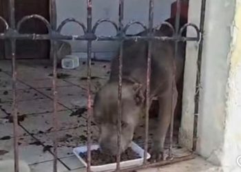 Polícia Civil resgata cães vítimas de maus-tratos em Feira de Santana e investiga tutor pelo crime