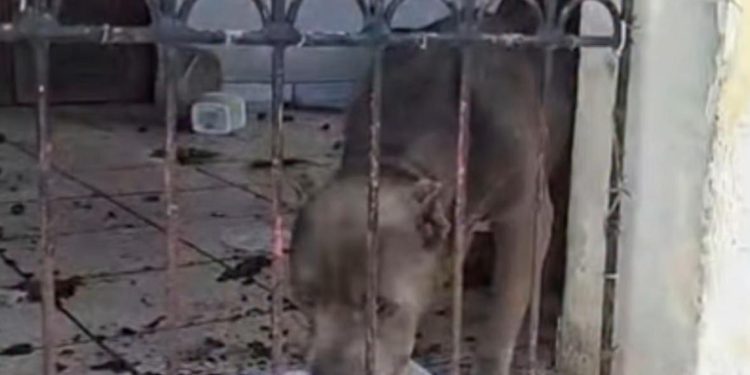 Polícia Civil resgata cães vítimas de maus-tratos em Feira de Santana e investiga tutor pelo crime