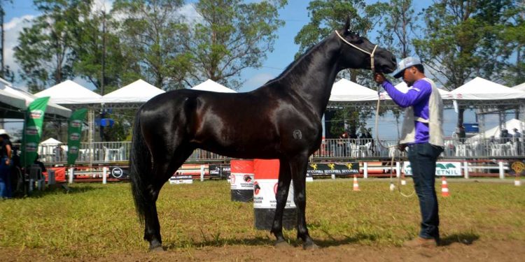 Expofeira 2025 abre inscrições para exposição de animais em Feira de Santana