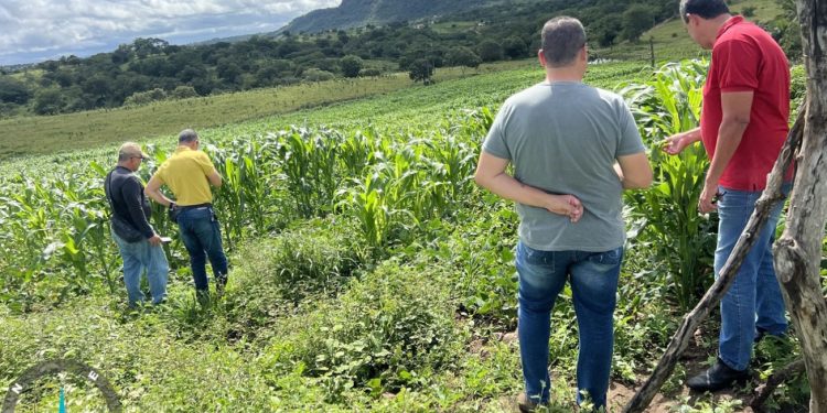 Fiscalização flagra irregularidades no uso de agrotóxicos em Jaguara