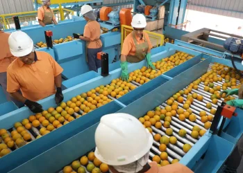 Trump exclui 694 produtos de tarifaço, mas impõe taxa de 50% sobre café, frutas e carnes brasileiras