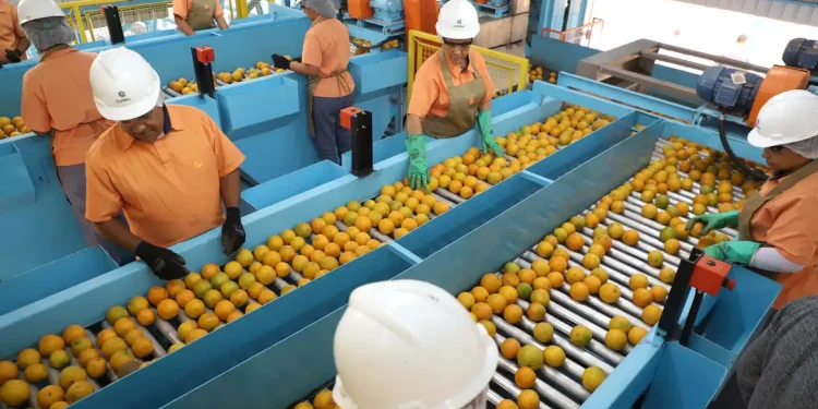 Trump exclui 694 produtos de tarifaço, mas impõe taxa de 50% sobre café, frutas e carnes brasileiras