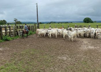 Cooperfeira avalia impacto de tarifa dos EUA sobre carne brasileira e articula estratégias para o setor