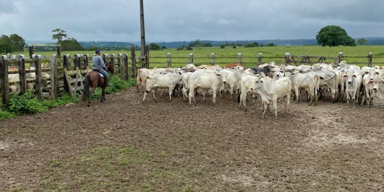 Cooperfeira avalia impacto de tarifa dos EUA sobre carne brasileira e articula estratégias para o setor