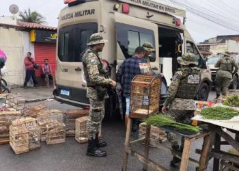 Polícia resgata 150 aves silvestres e prende sete homens em feira livre de Feira de Santana