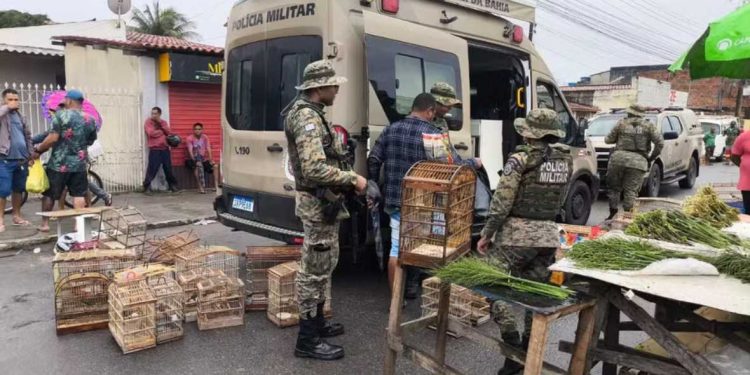 Polícia resgata 150 aves silvestres e prende sete homens em feira livre de Feira de Santana