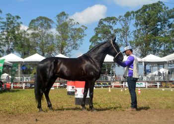 Expofeira 2025 terá programação repleta de leilões, competições e exposição de raças premiadas