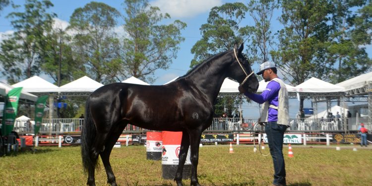 Expofeira 2025 terá programação repleta de leilões, competições e exposição de raças premiadas
