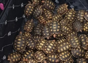 PRF prende homem com 600 filhotes de jabutis traficados em ônibus interestadual saído de Feira