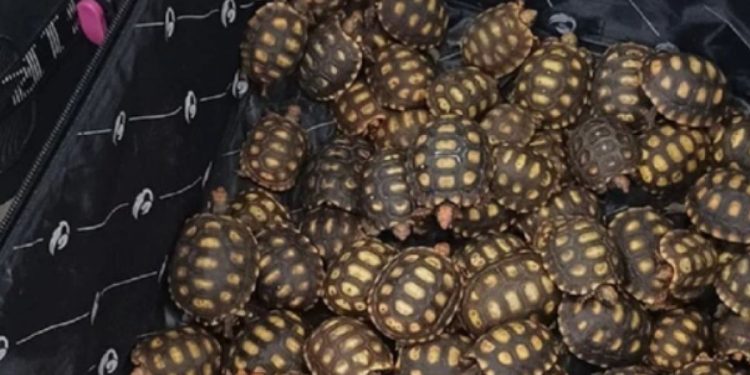 PRF prende homem com 600 filhotes de jabutis traficados em ônibus interestadual saído de Feira