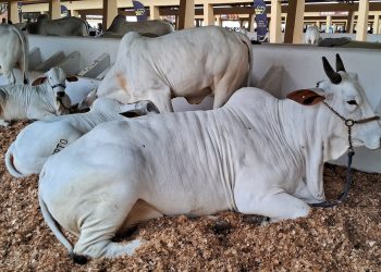 Expofeira 2025 inicia julgamentos de raças no Parque de Exposições João Martins da Silva