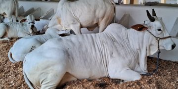 Expofeira 2025 inicia julgamentos de raças no Parque de Exposições João Martins da Silva