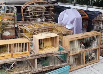 Nove pessoas são detidas por venda ilegal de aves silvestres em Feira de Santana e Santo Estevão