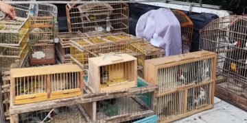 Nove pessoas são detidas por venda ilegal de aves silvestres em Feira de Santana e Santo Estevão