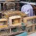 Nove pessoas são detidas por venda ilegal de aves silvestres em Feira de Santana e Santo Estevão