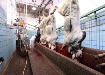 Arroba do boi gordo chega a R$ 300 em Feira de Santana