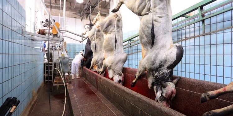 Arroba do boi gordo chega a R$ 300 em Feira de Santana