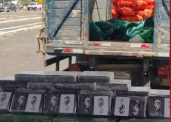 Motorista é preso com 500 kg de cocaína escondidos em carga de cebolas na BA-502