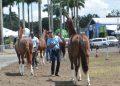 Expofeira abre competição do Mangalarga Marchador com recorde de animais em pista