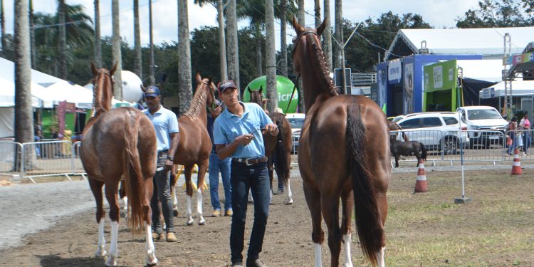 Expofeira abre competição do Mangalarga Marchador com recorde de animais em pista